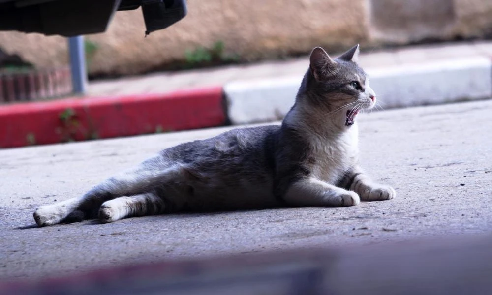 Σοκαριστικό περιστατικό στη Λαμία: Γάτα πιάστηκε σε δόκανο